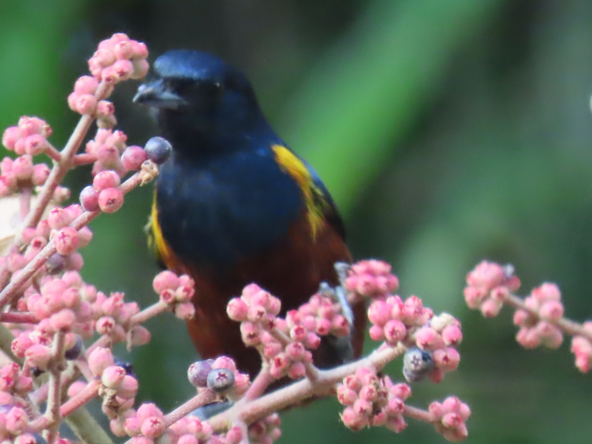 Chestnut-bellied Euphonia - ML595533671