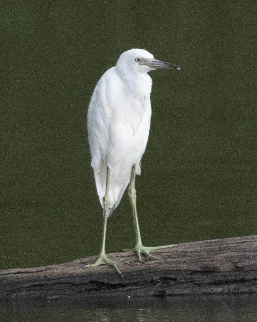 Little Blue Heron - ML595533691