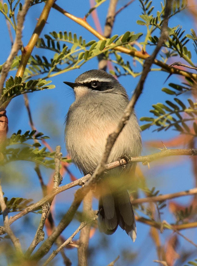 Fairy Flycatcher - ML59553371