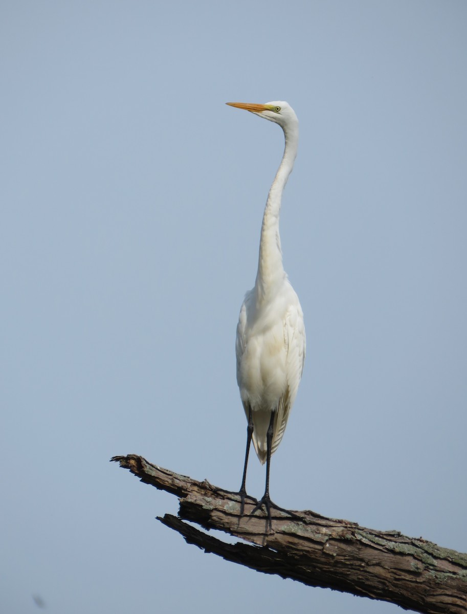 Great Egret - ML595534161