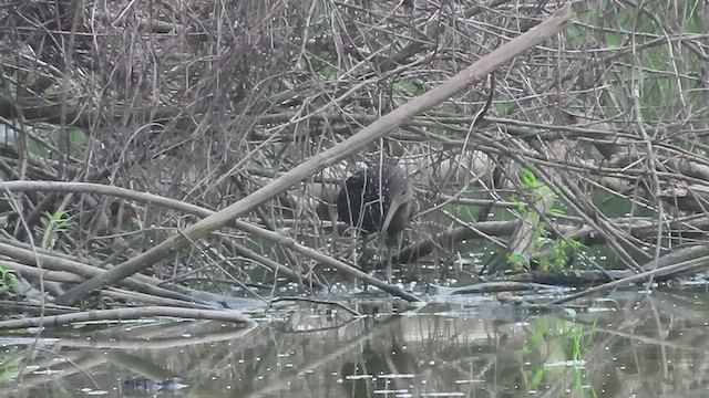 Limpkin (Speckled) - ML595534361