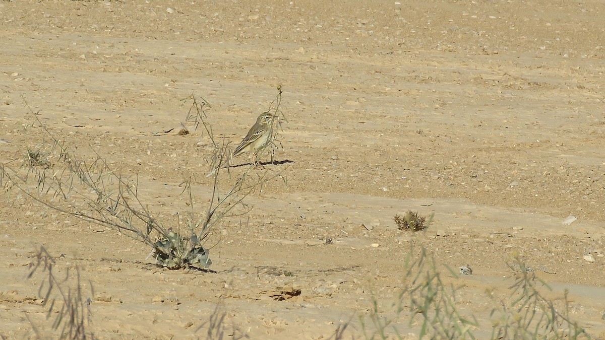 Tawny Pipit - ML595534381