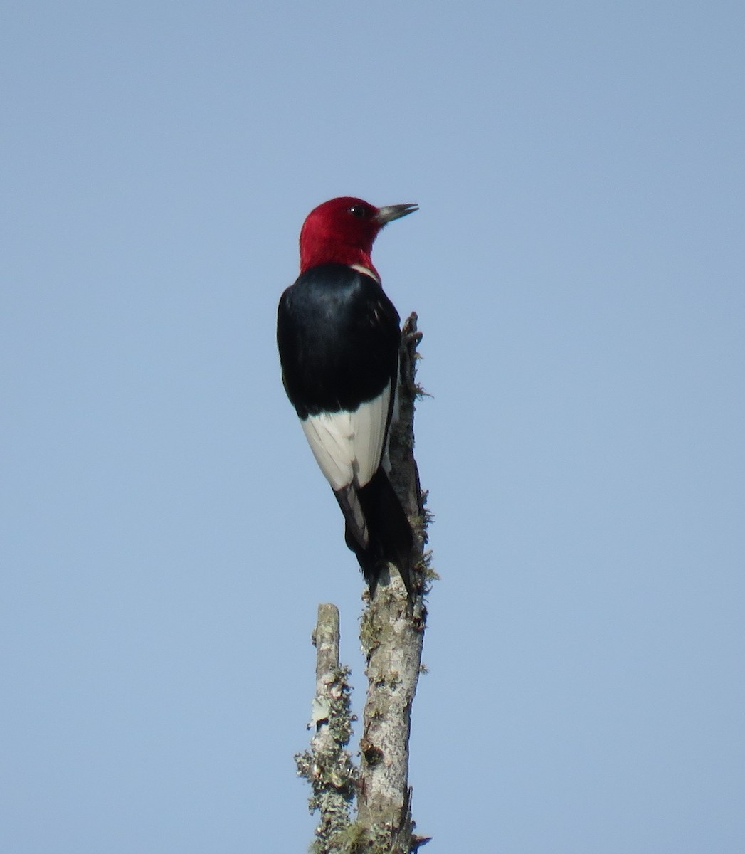 Red-headed Woodpecker - Yvonne Porter