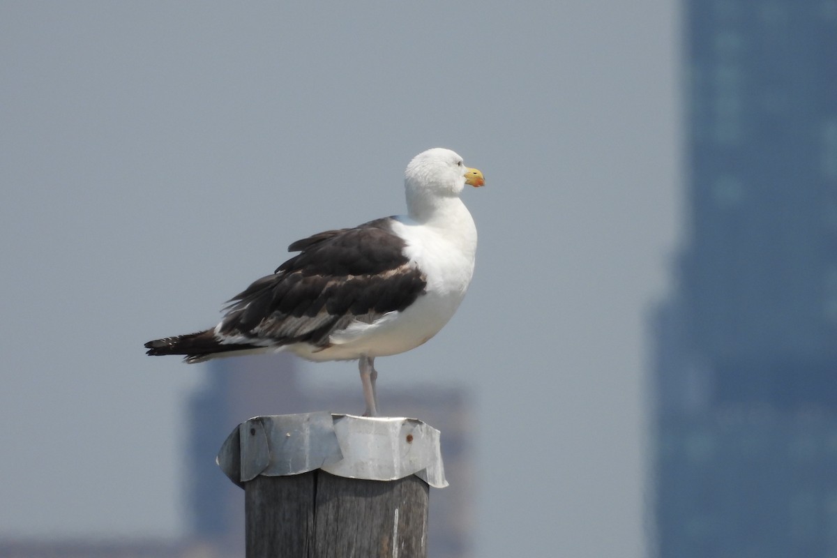 Great Black-backed Gull - Juan Manuel Pérez de Ana