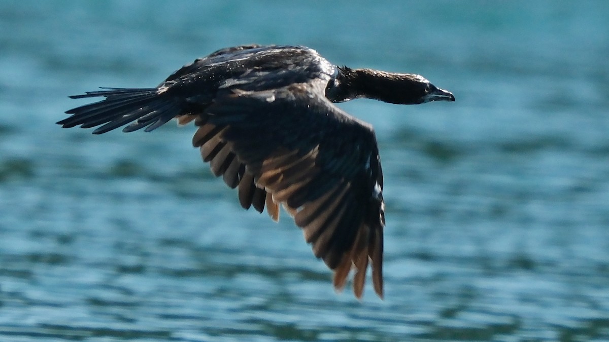 Pygmy Cormorant - ML595535041