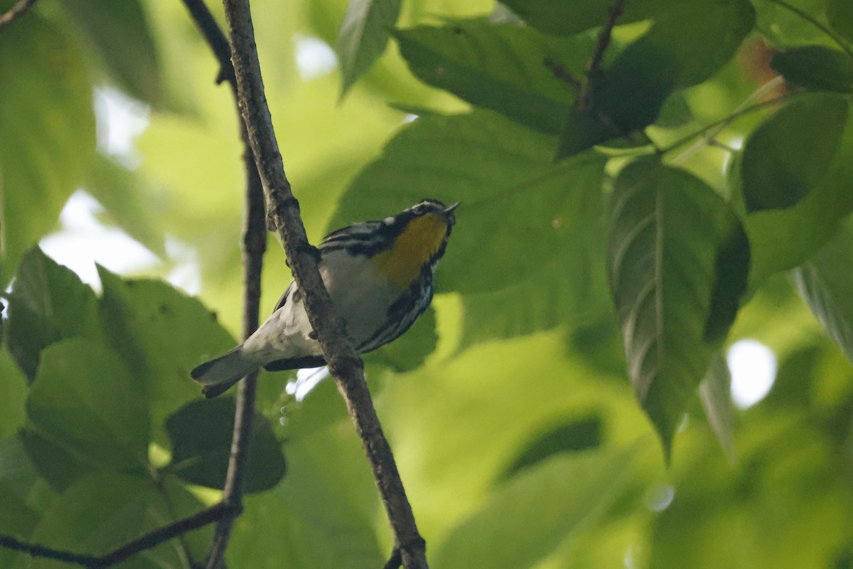 Yellow-throated Warbler - ML595536851
