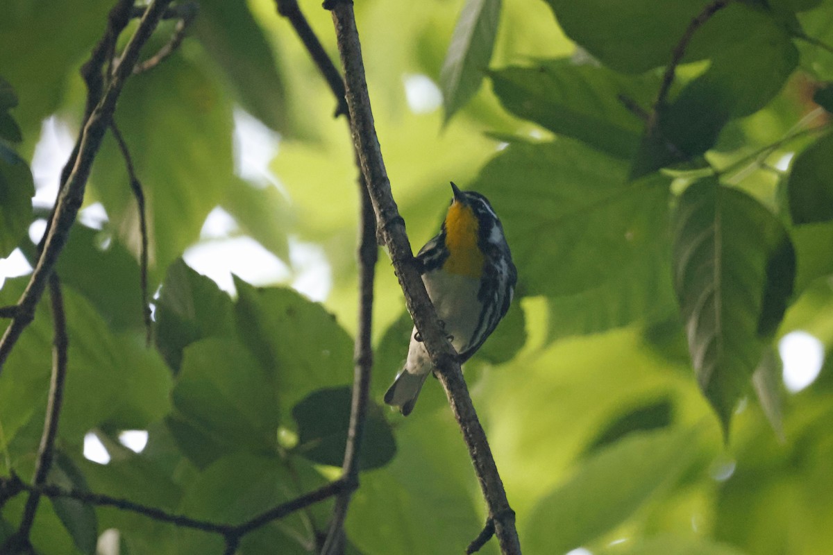 Yellow-throated Warbler - ML595536861