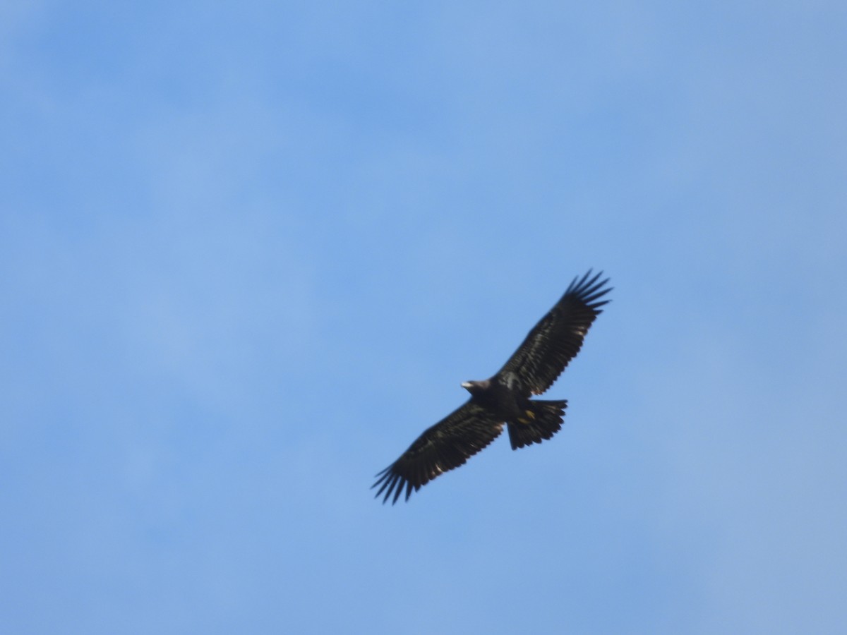 Bald Eagle - ML595536971