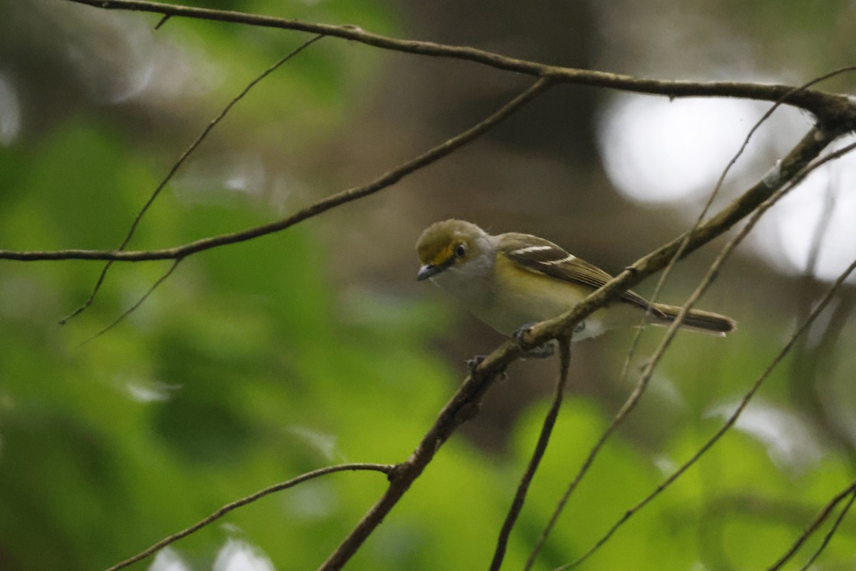 Ak Gözlü Vireo - ML595537301