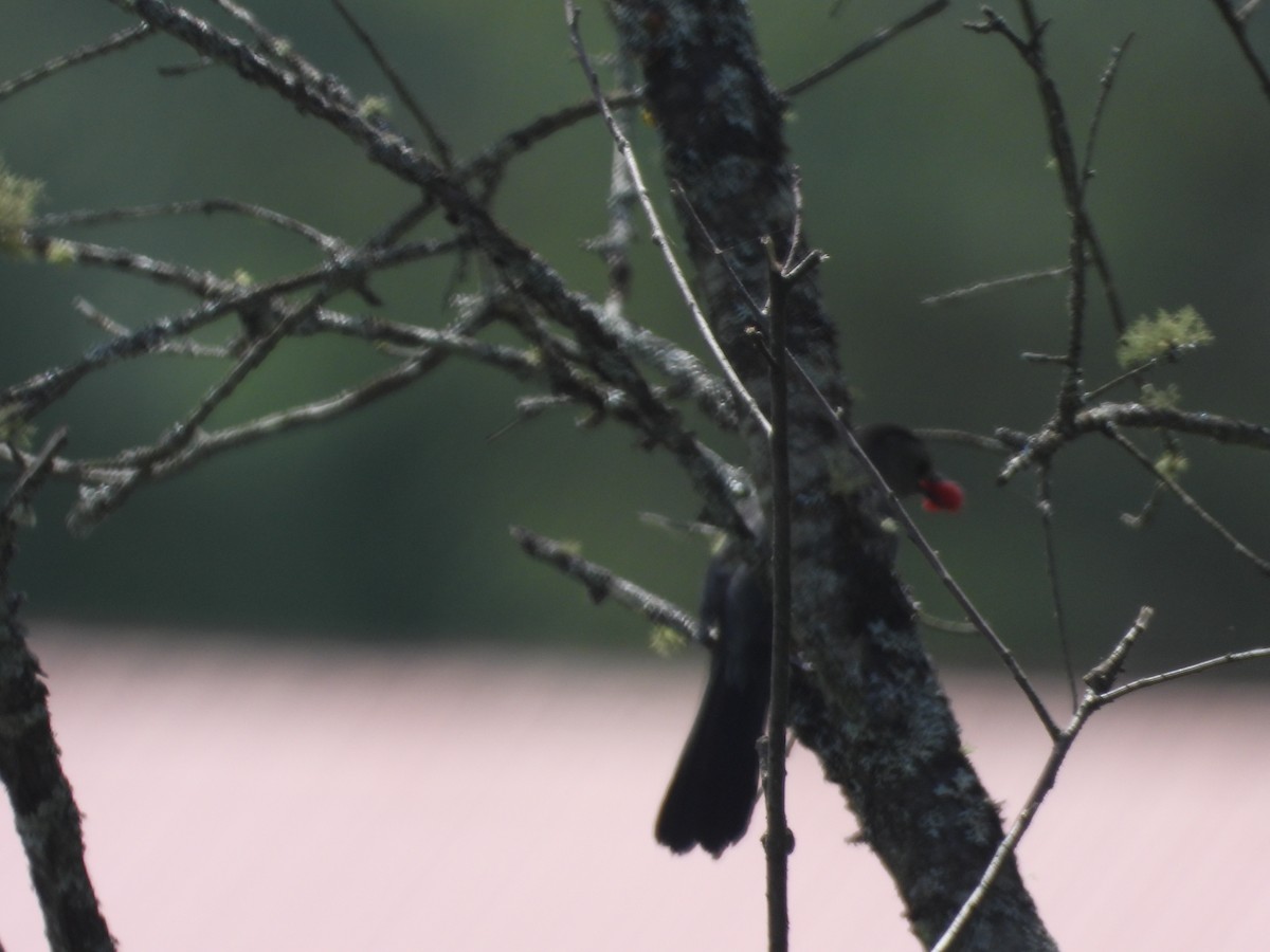 Gray Catbird - ML595537441