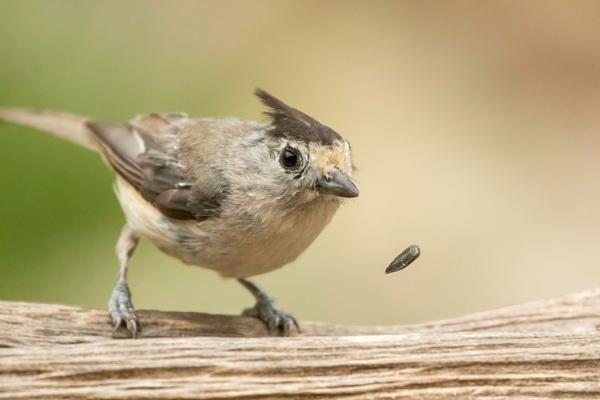 Black-crested Titmouse - Fred Hochstaedter