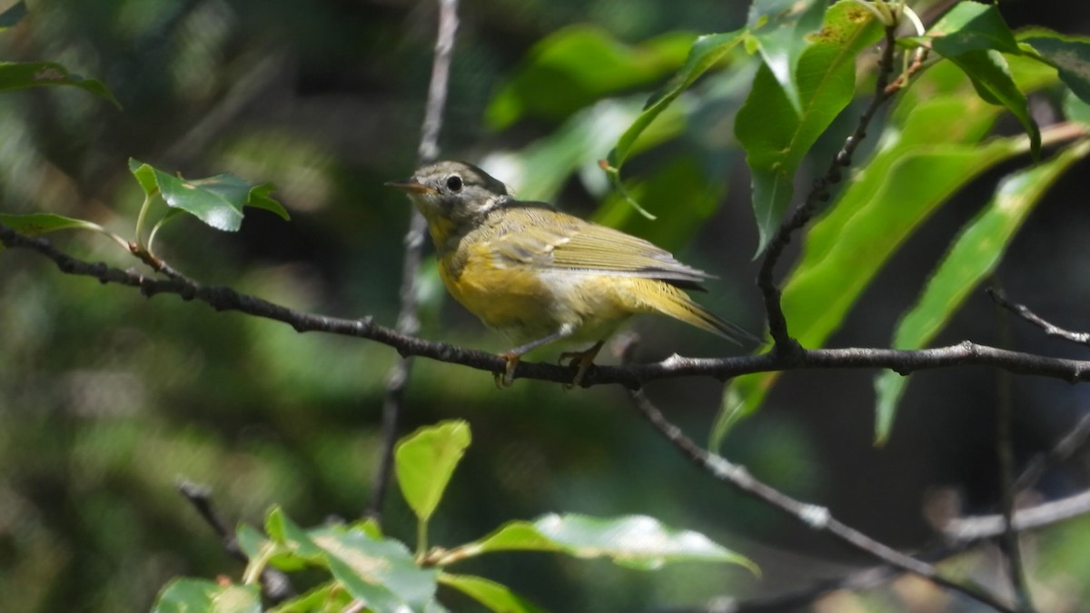 Nashville Warbler - Denis Provencher COHL