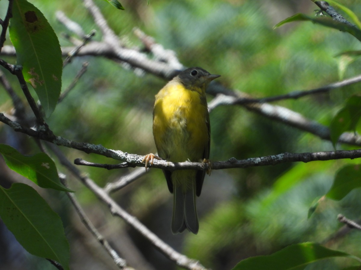 Rubinfleck-Waldsänger - ML595538021