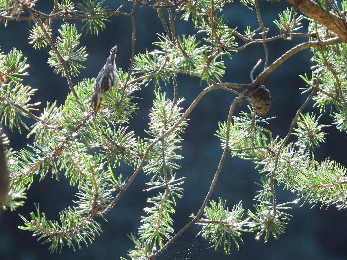 Blackburnian Warbler - ML595538241