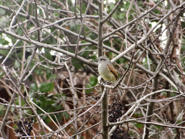 Patagonian Tyrant - ML595538731