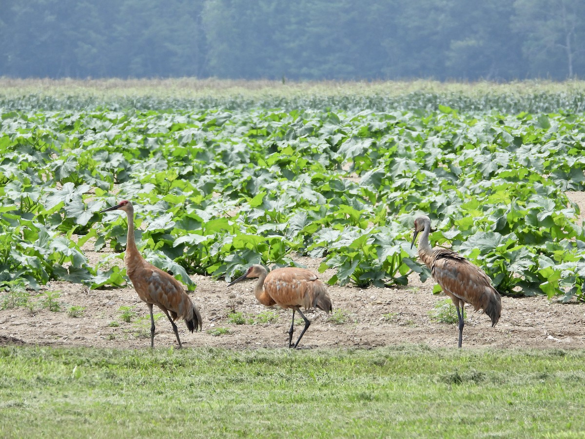 Sandhill Crane - Krista Hayward