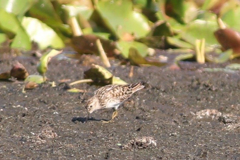 Least Sandpiper - Robert Hawkins