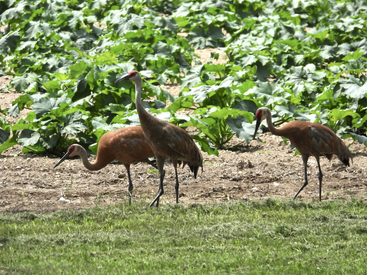 Sandhill Crane - Krista Hayward