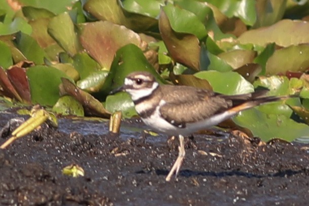 Killdeer - ML595539801