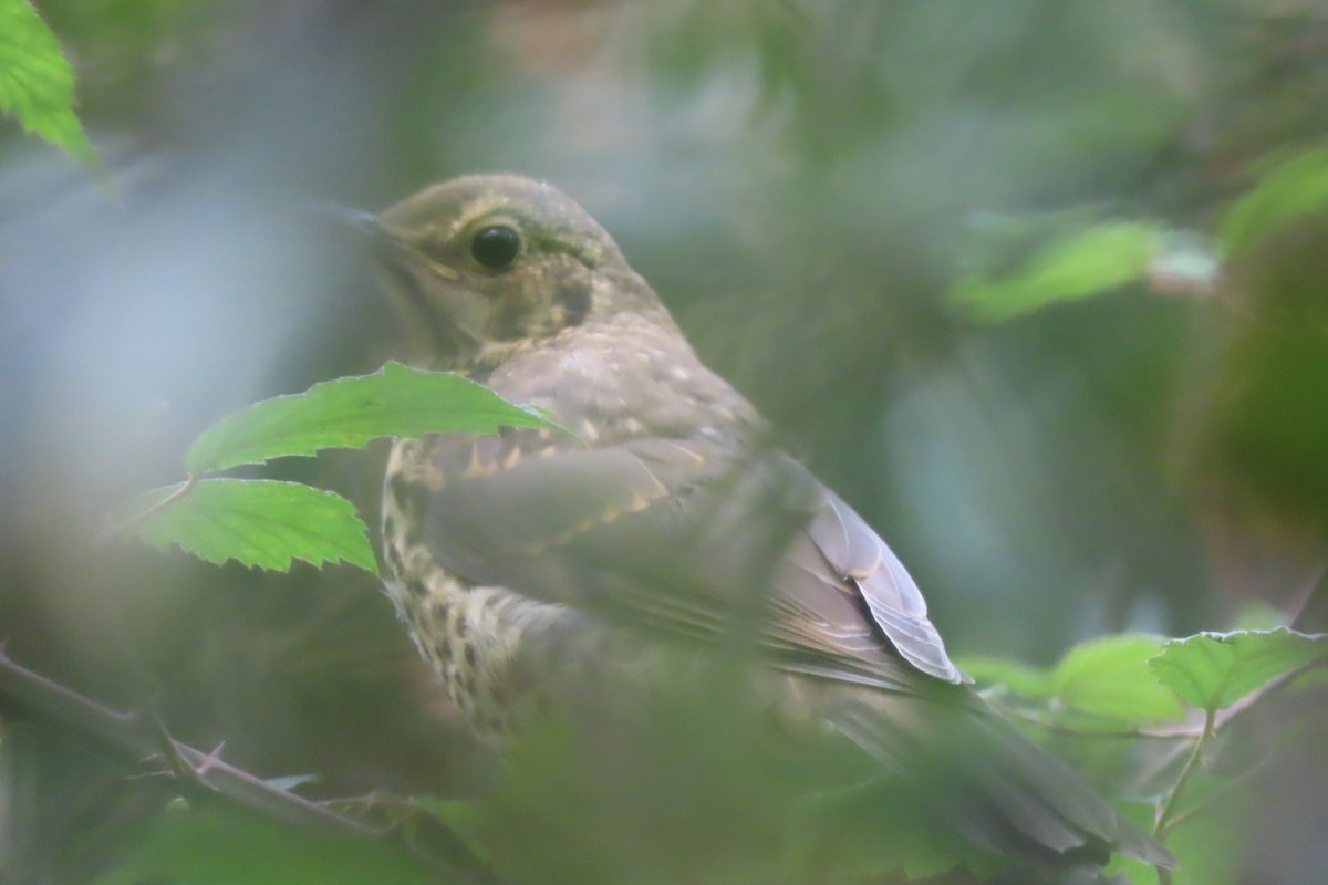 Бужмаг хөөндэй - ML595539911