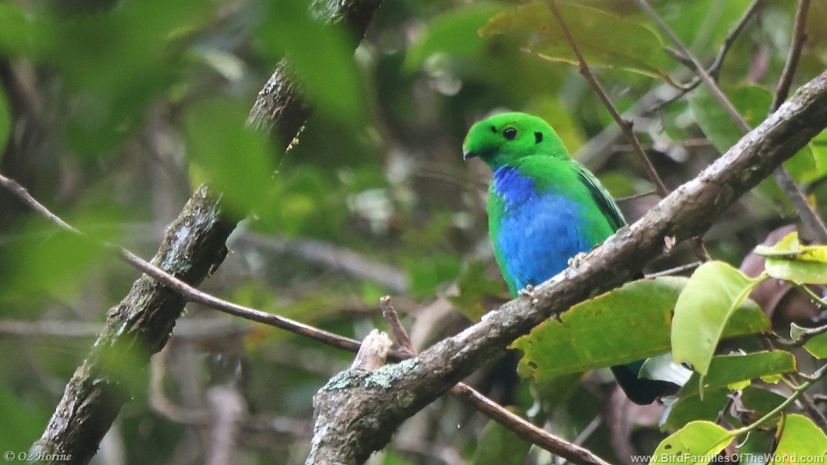 Hose's Broadbill - Oz Horine