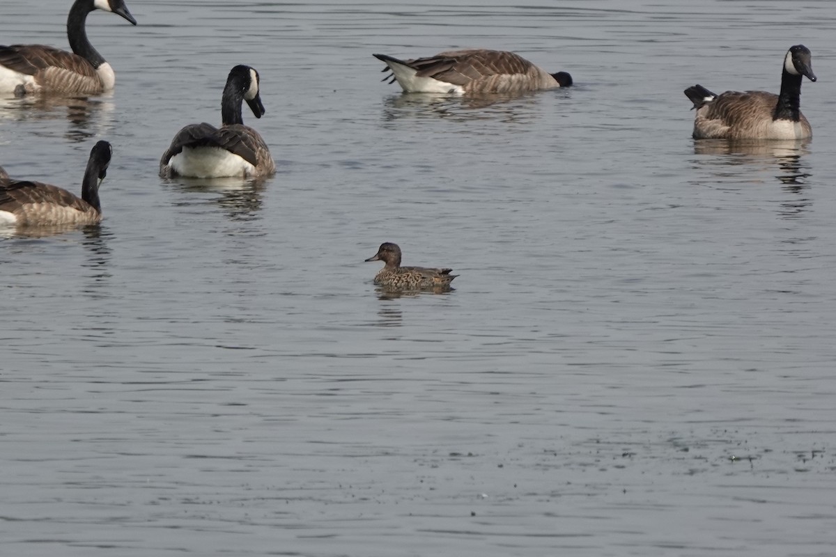 Green-winged Teal - ML595540861