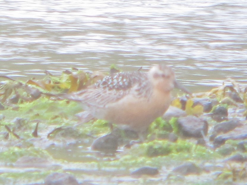 Red Knot - ML595541241