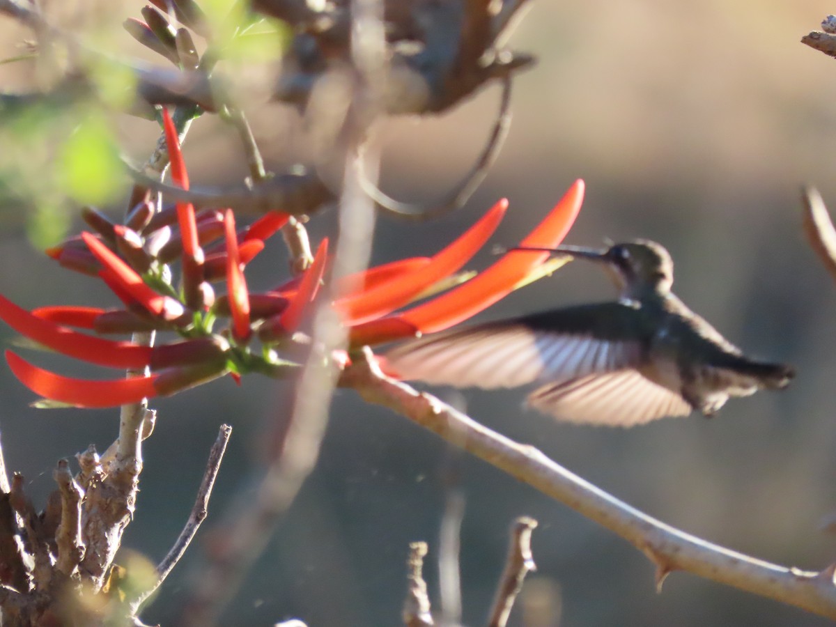 Colibrí Pochotero - ML595541331