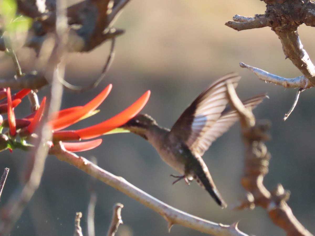 Plain-capped Starthroat - ML595541341