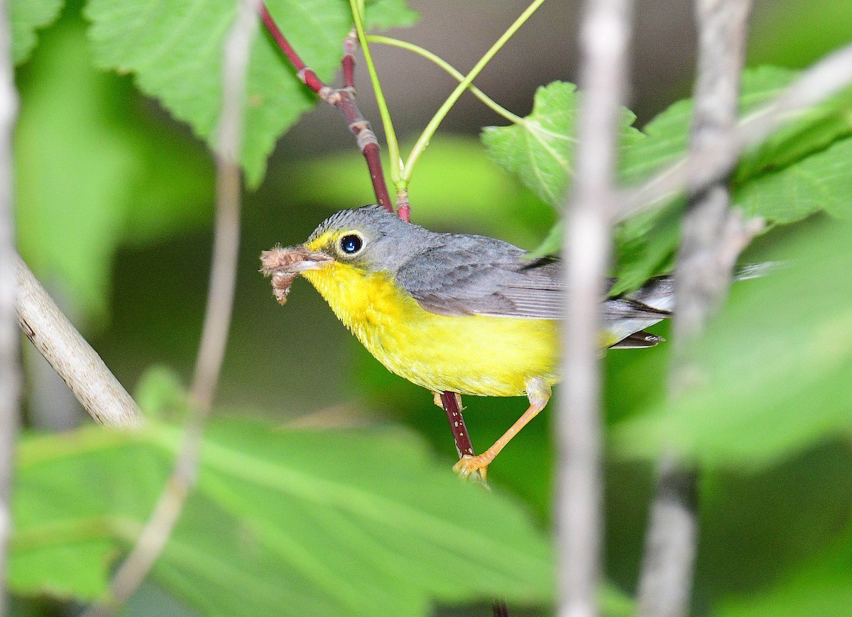 Canada Warbler - ML595541681