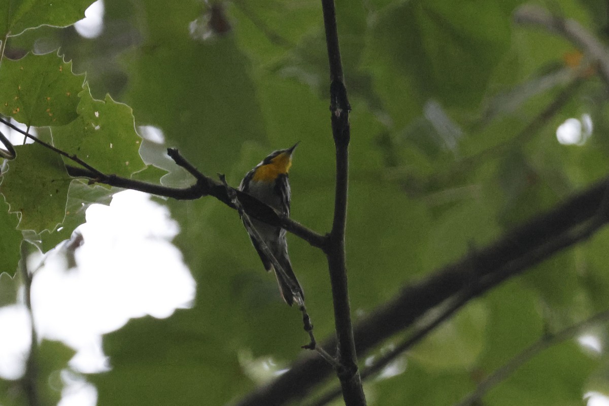 Yellow-throated Warbler - ML595541891