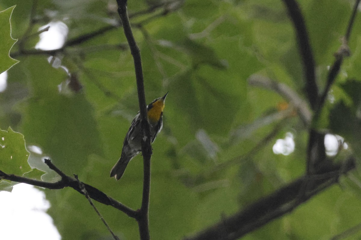 Yellow-throated Warbler - ML595541901