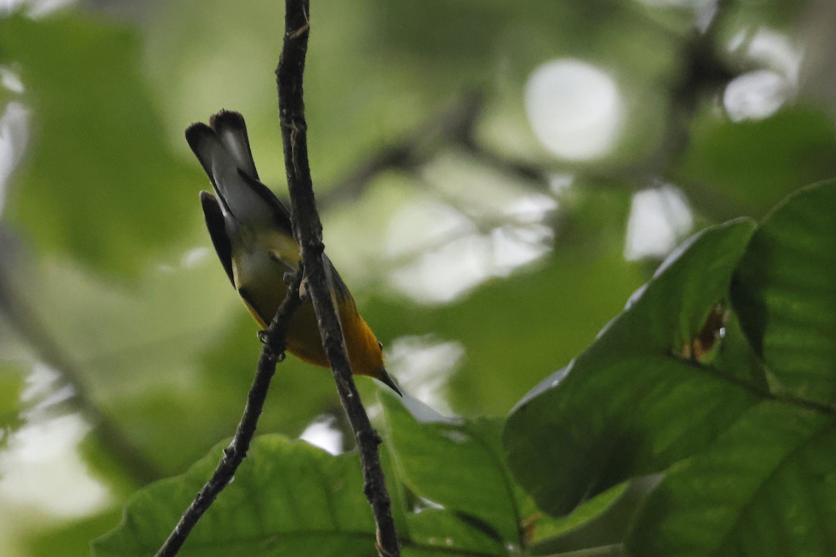 Prothonotary Warbler - ML595541961