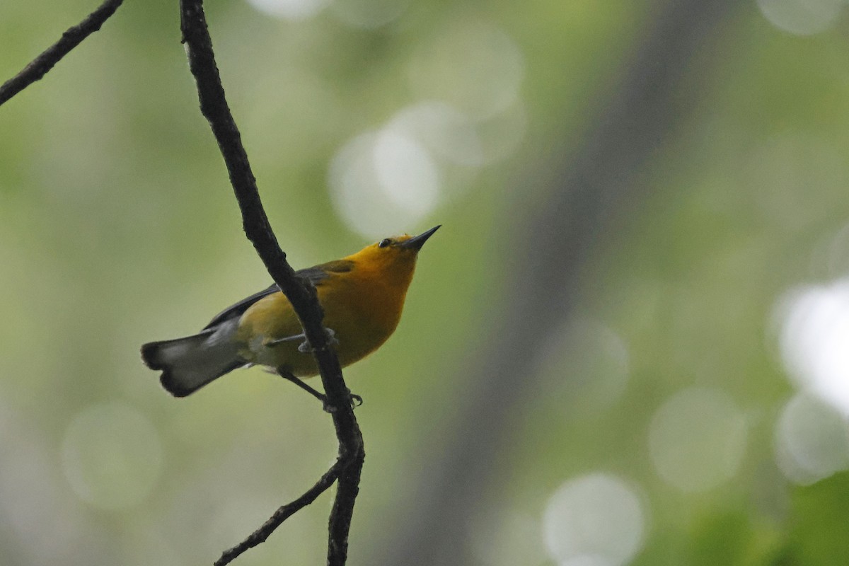 Prothonotary Warbler - ML595541971