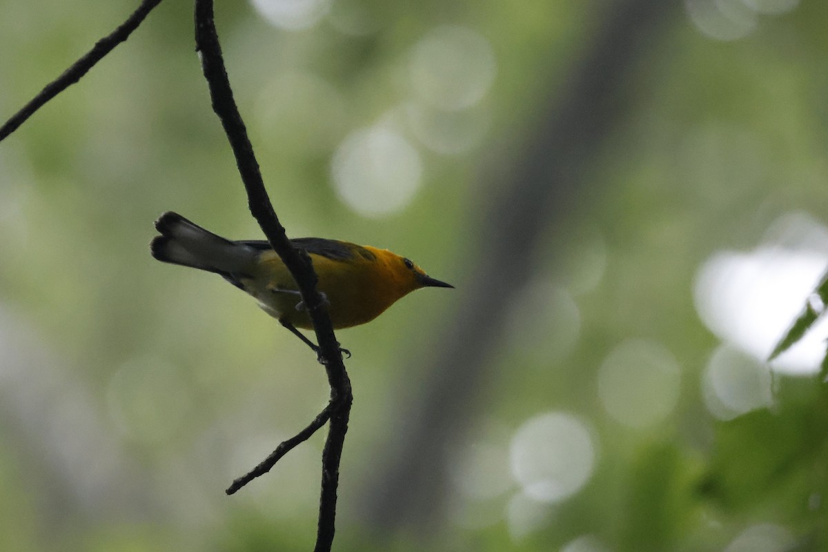 Prothonotary Warbler - ML595541991
