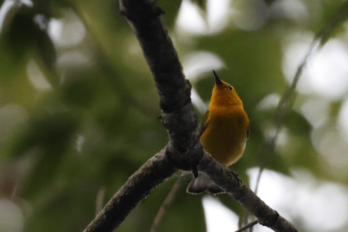 Prothonotary Warbler - ML595542041