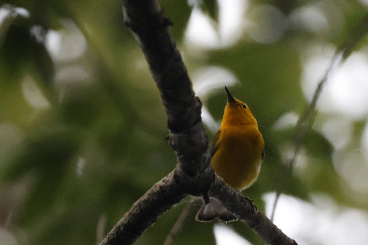 Prothonotary Warbler - ML595542051