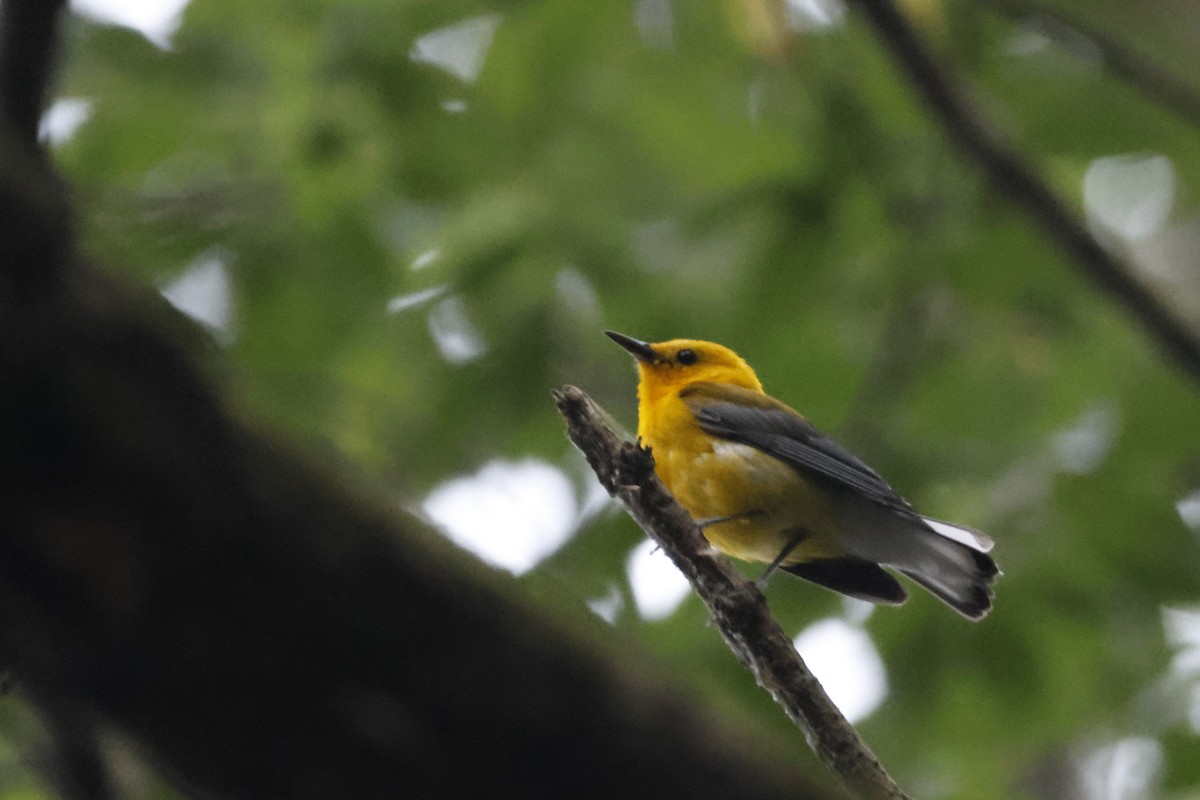 Prothonotary Warbler - ML595542061