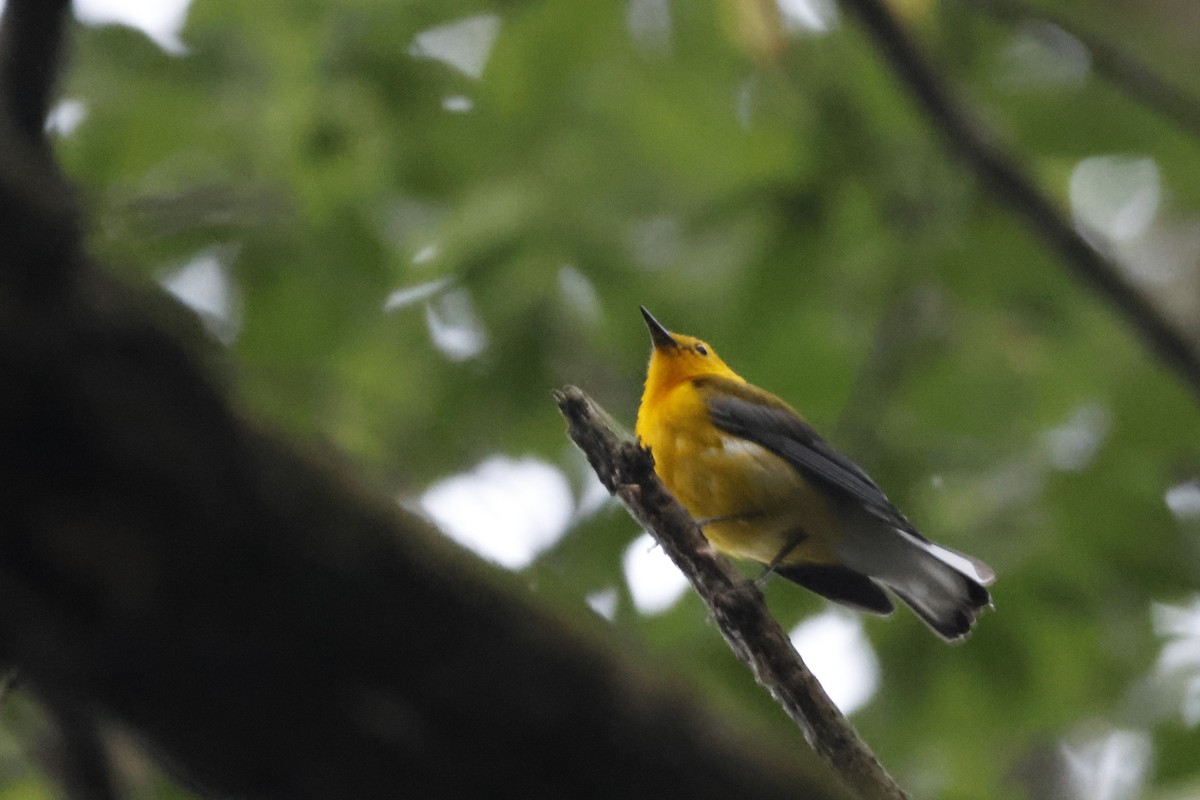Prothonotary Warbler - ML595542071
