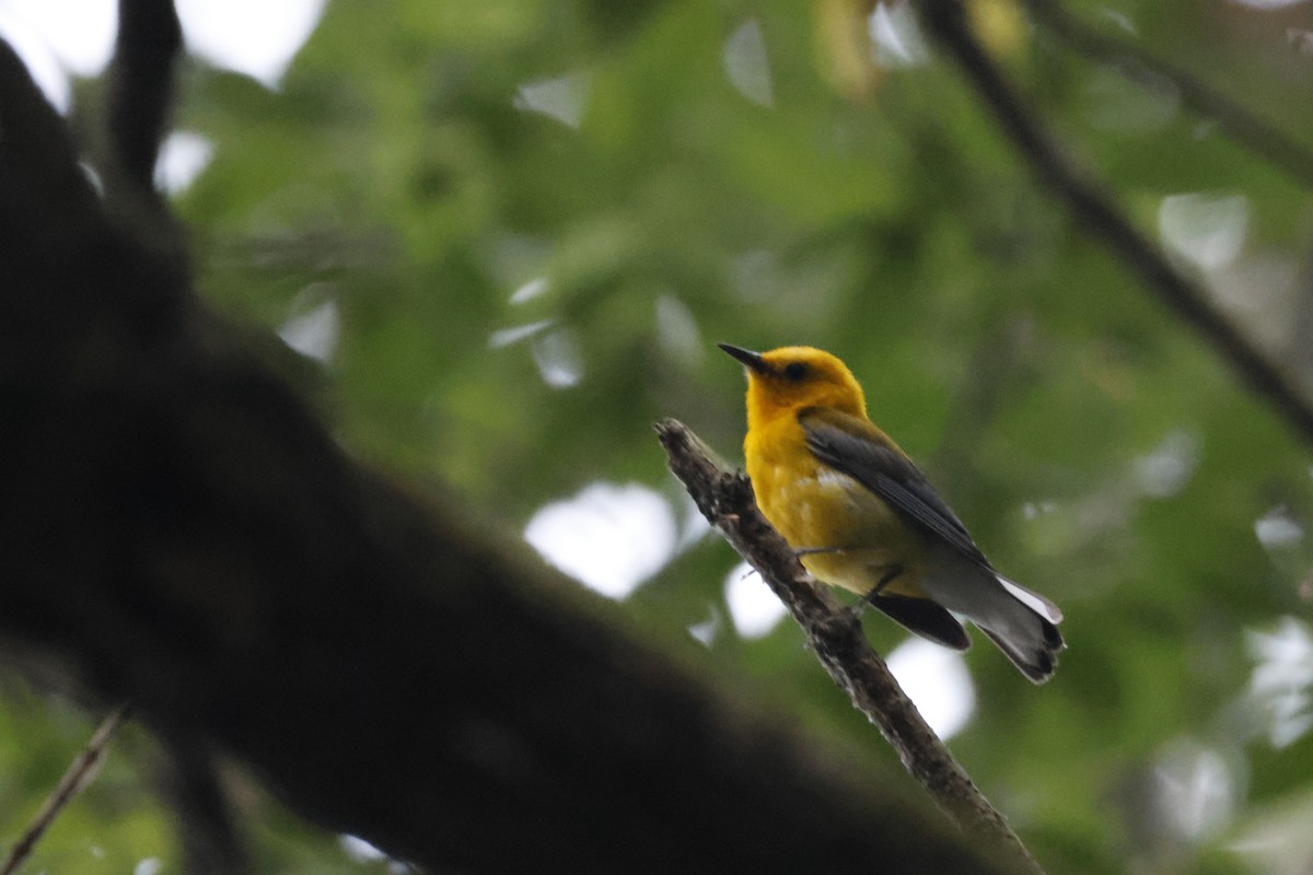 Prothonotary Warbler - ML595542081