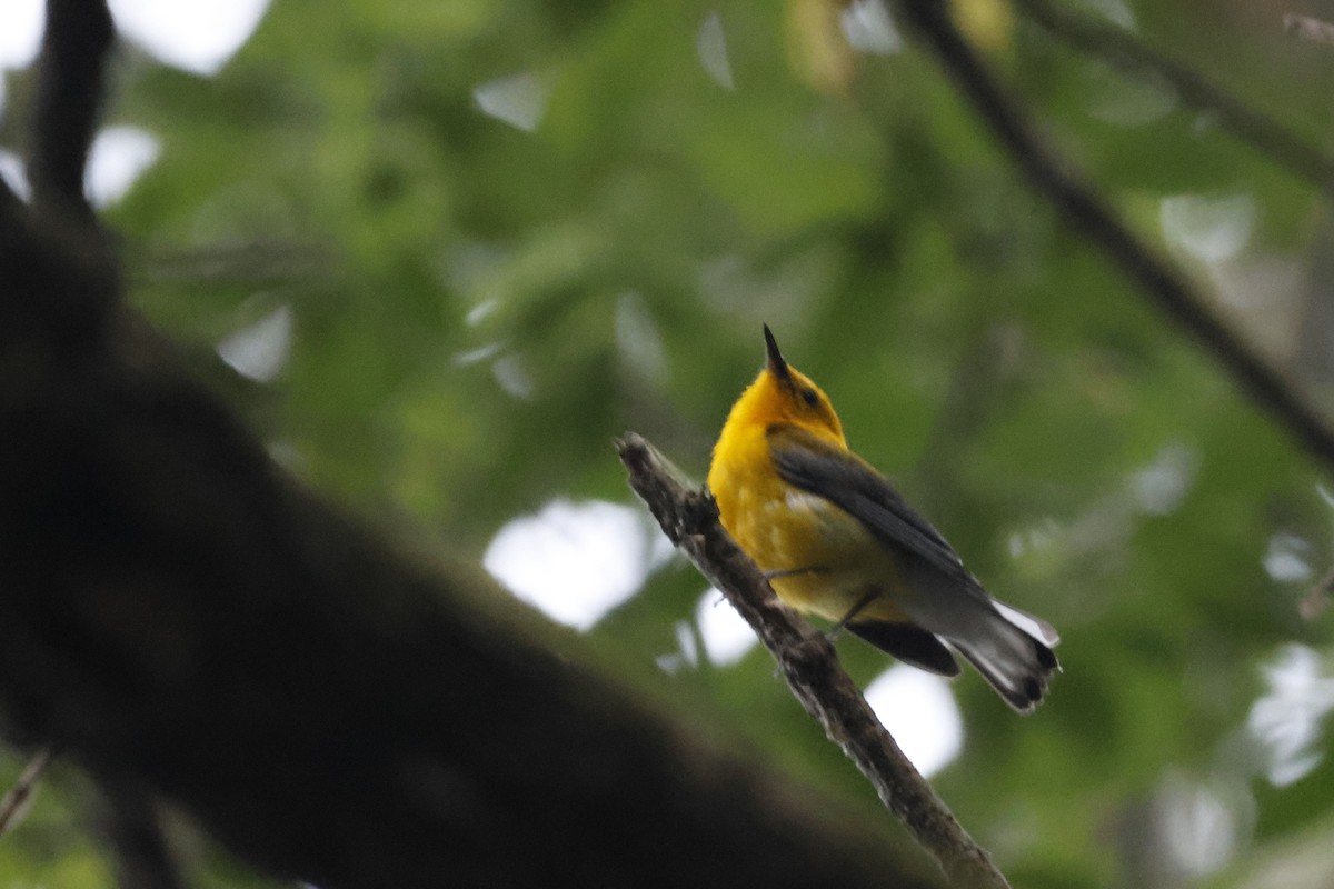 Prothonotary Warbler - ML595542091