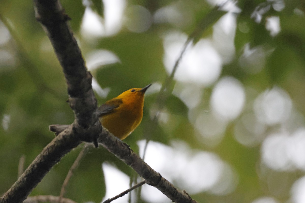 Prothonotary Warbler - ML595542101