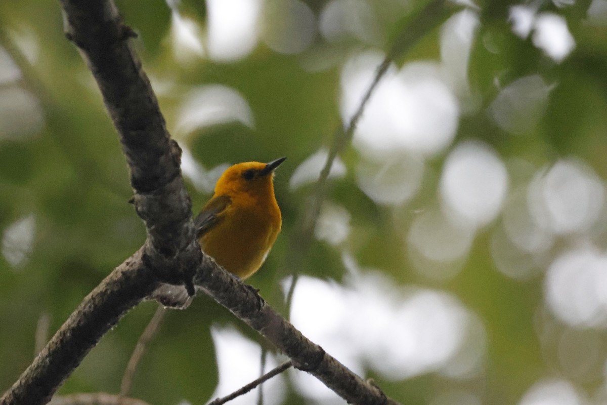 Prothonotary Warbler - ML595542121