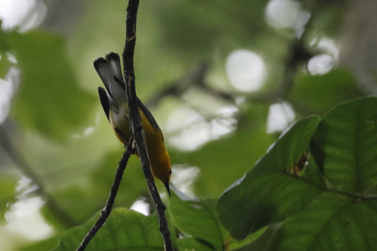 Prothonotary Warbler - ML595542131
