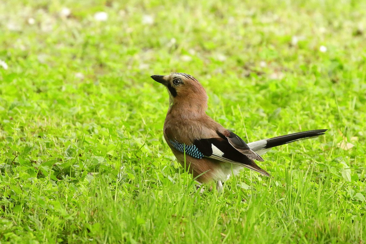 Eurasian Jay (Eurasian) - ML595542371