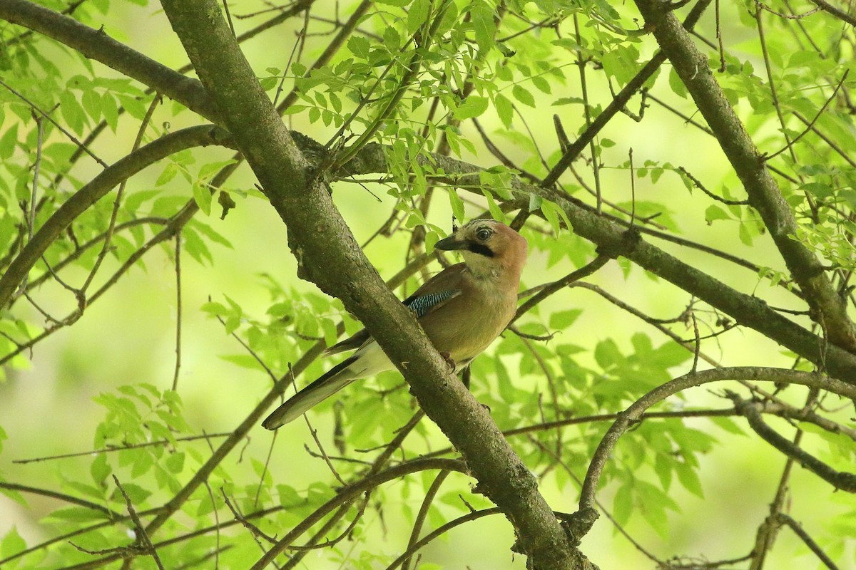 Eurasian Jay (Eurasian) - ML595542381