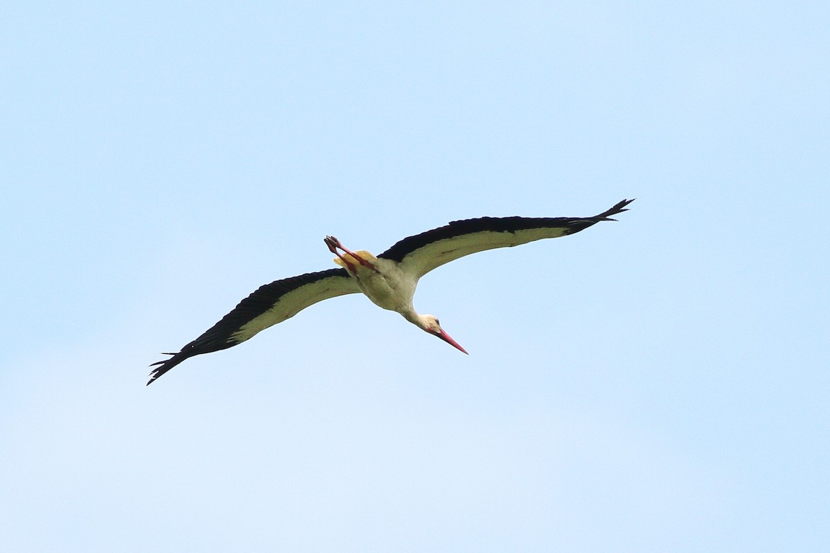 White Stork - ML595542541