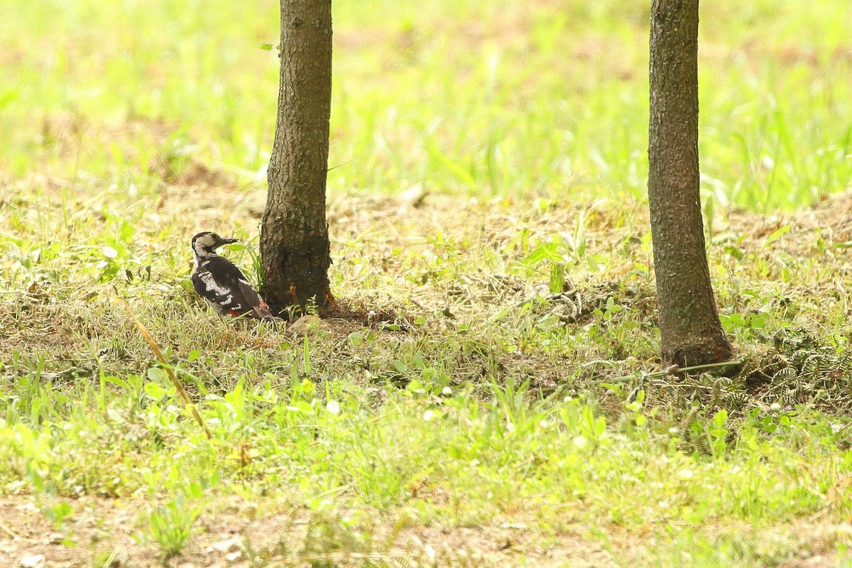 Syrian Woodpecker - ML595542591