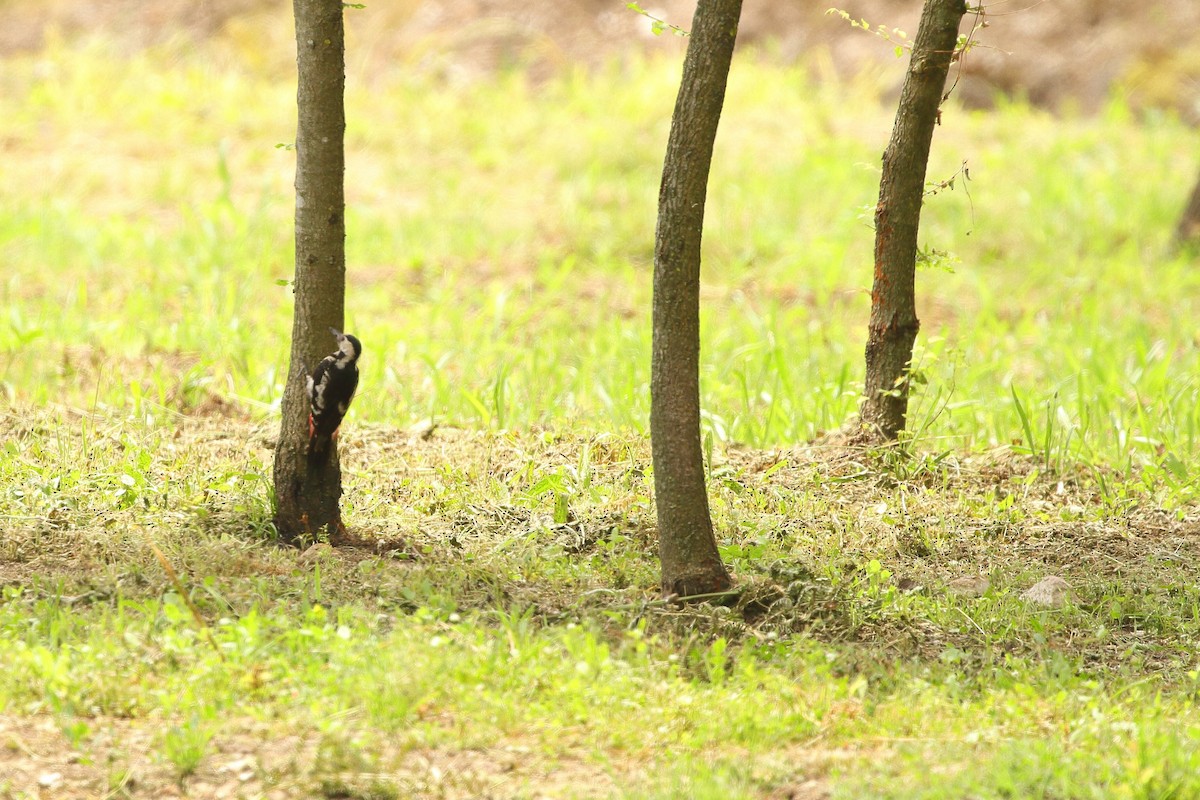 Syrian Woodpecker - ML595542601