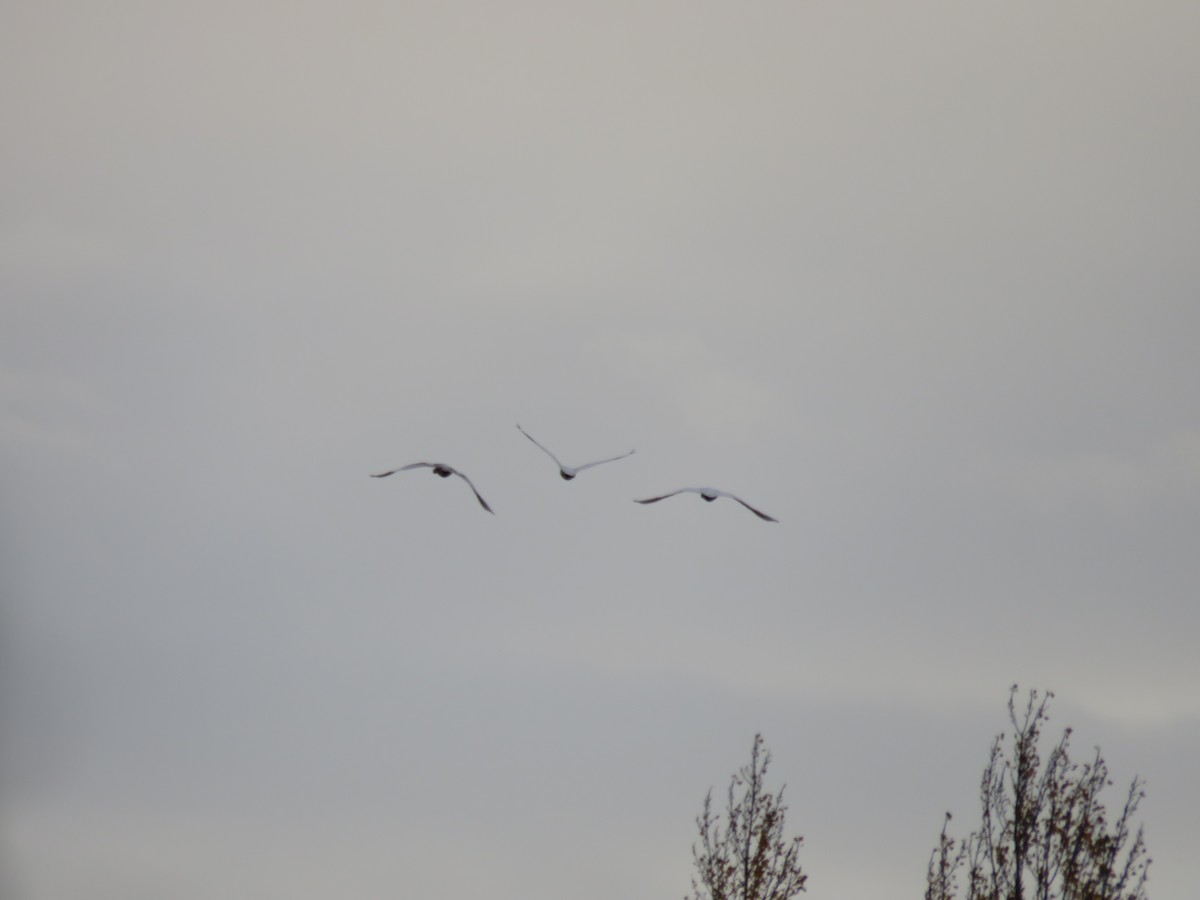 Tundra Swan - ML59554261